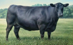 <strong>夏季牛中暑怎么及时抢救！</strong>
