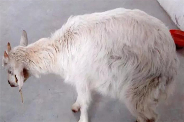 羊跛行的治疗方法,羊跛行怎么治疗