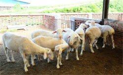羊创伤性网胃炎的症状表现 羊创伤性网胃炎预防方法