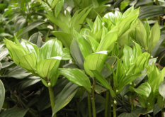<strong>种植玉竹的土壤和密度条件以及病害</strong>