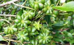<strong>种植八角时出现落果严重如何应对？</strong>