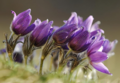 粉紫色、毛绒绒的花-白头翁特点