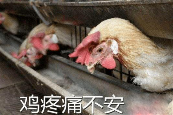 鸡产蛋期常见疾病有哪些，鸡产蛋期常见疾病如何防治