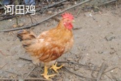 河田鸡简介，河田鸡和普通鸡的区别是什么