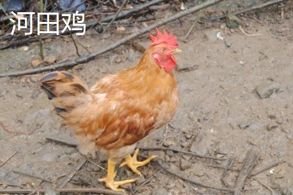 河田鸡简介，河田鸡和普通鸡的区别是什么