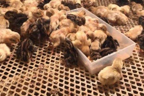 芦丁鸡能和普通小鸡一起养吗 芦丁鸡多少天下蛋