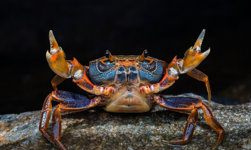 如何进行螃蟹快速育肥