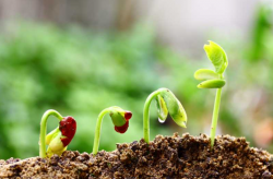 <strong>植物种子发芽需要什么条件？</strong>