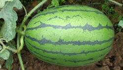 西瓜割蔓再生栽培有哪些优势？