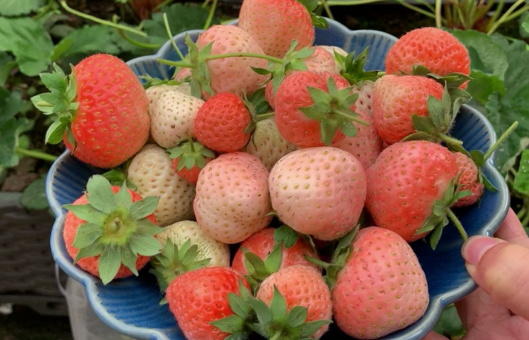 草莓壮苗的标准