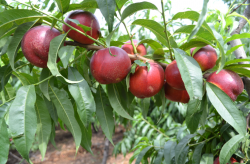 果树生产过程中常用的11种杀菌剂