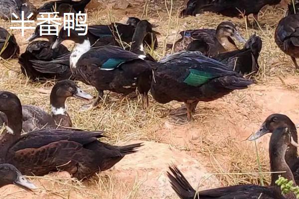 番鸭会游泳吗?番鸭寿命有多长