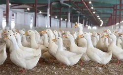 蛋鸭产蛋中期的饲养目标是什么，蛋鸭产蛋中期的管理技术要点是什么
