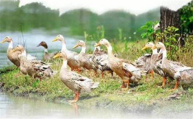 鸭的生物学特性是什么,鸭有哪些生活习性