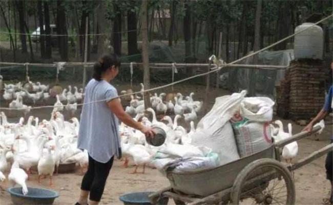 鹅场消毒的的基本方法 鹅场该如何准确消毒