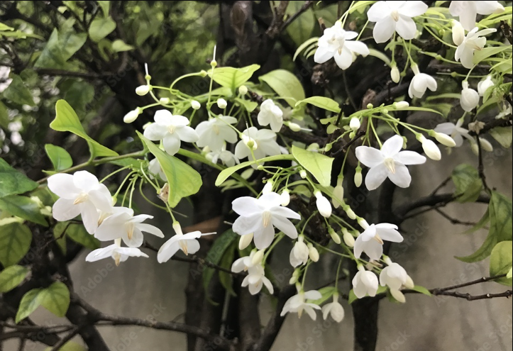 水梅花花苞打不开花骨朵掉落是什么原因？- 水梅花培育技术