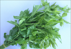 <strong>刺五加菜是什么菜？该怎样种植 - 刺五加菜种植知识科普</strong>