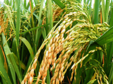 水稻钻心虫的危害有哪些？用什么药？