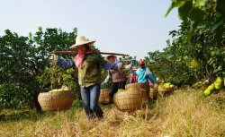 种植基地柚子丰收，农民喜笑颜开