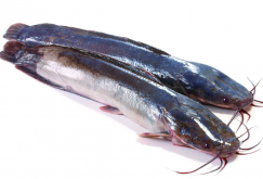 <strong>胡子鲶怎么养殖？</strong>