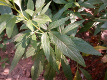 <strong>关于佩兰的种植方法</strong>