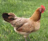 <strong>引起肉雏鸡瘫痪，软腿的原因</strong>