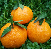 柑橘沙皮病特点及病因