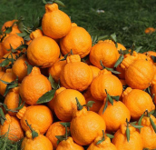 柑橘大实蝇和柑橘小实蝇的区别