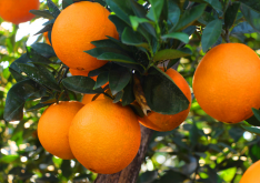 脐橙果腐病的危害有哪些？