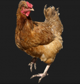 <strong>青年母鸡病的防治措施</strong>
