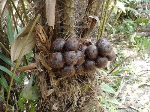种植蛇皮果需要注意什么?