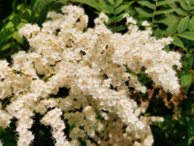 <strong>珍珠梅种植技巧</strong>