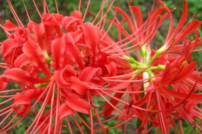 石蒜“彼岸花”花语以及传说