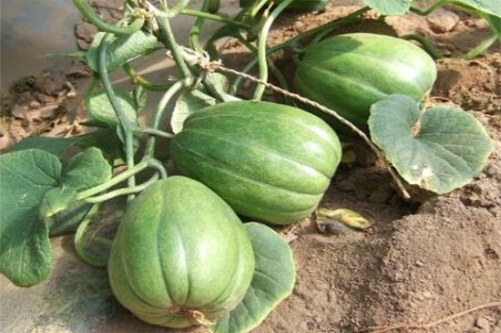 香瓜的种植方式