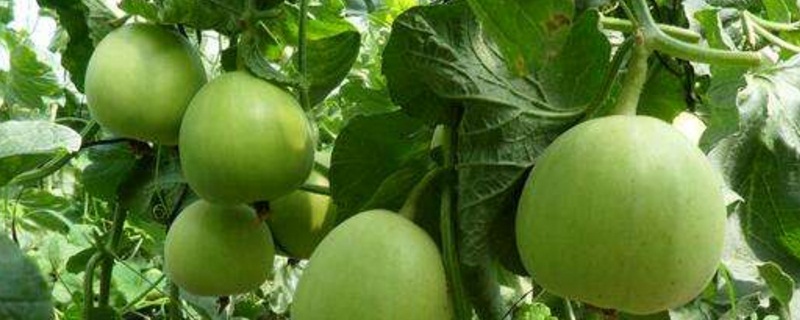 香瓜的种植方式