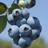 <strong>蓝莓的种植技术</strong>