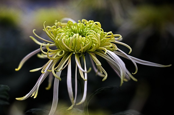 菊花开了花苞后怎么养护？