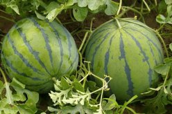 <strong>西瓜的种植技术与管理方法</strong>