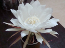 这只植物叫做“假昙花”特好看！
