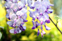 紫芸藤的养殖方法