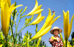 黄花蔺栽培繁殖管理
