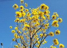 黄花风铃木开花时间是什么时候 