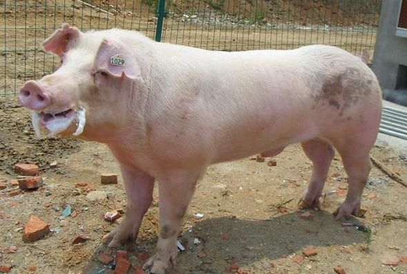 国外种猪水平持续提高的原因
