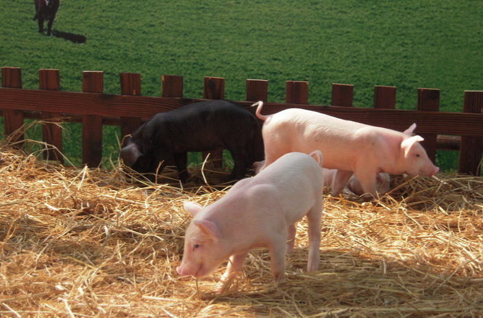 哺乳仔猪主要疫病高效防控技术程序