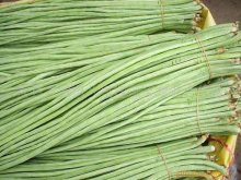 <strong>豆角的种植技术</strong>