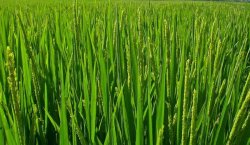 <strong>水稻的种植技术</strong>