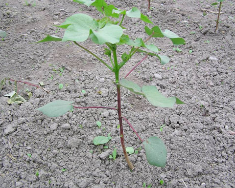 棉花的种植技术