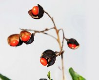 <strong>红豆的种植技术</strong>