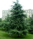 <strong>雪松养护方法</strong>