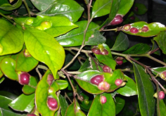<strong>蚊母树简介</strong>